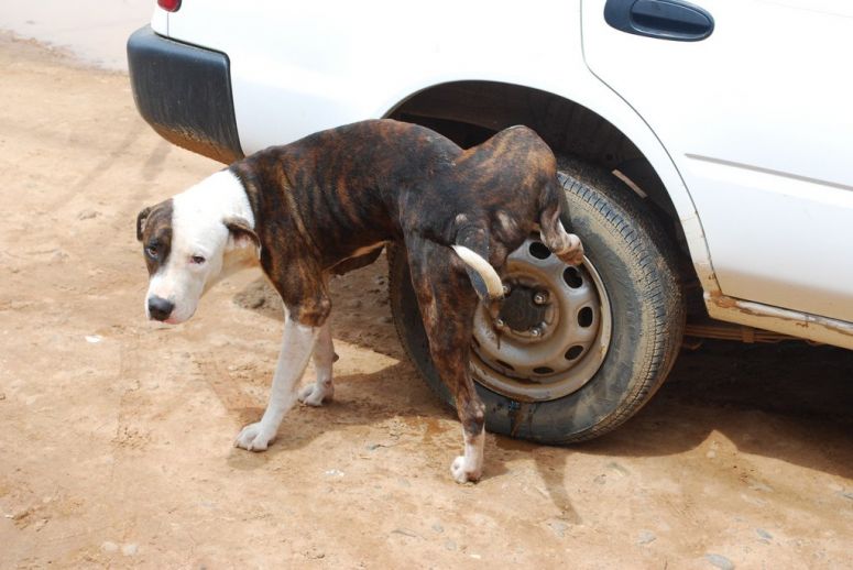 PERHAPS YOU HAVE Ever before CONSIDERED Why Canines Pee On Car Tyres Always?