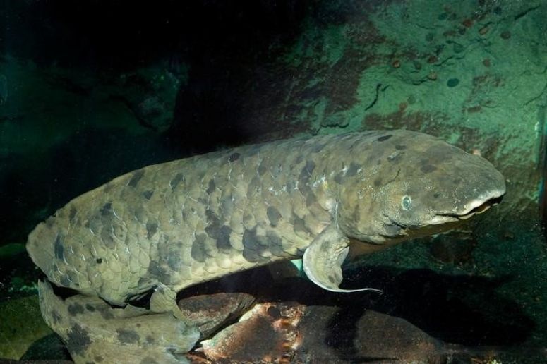 World’s Oldest Fish In Captivity, Granddad Euthanized In His Mid-90s In Chicago