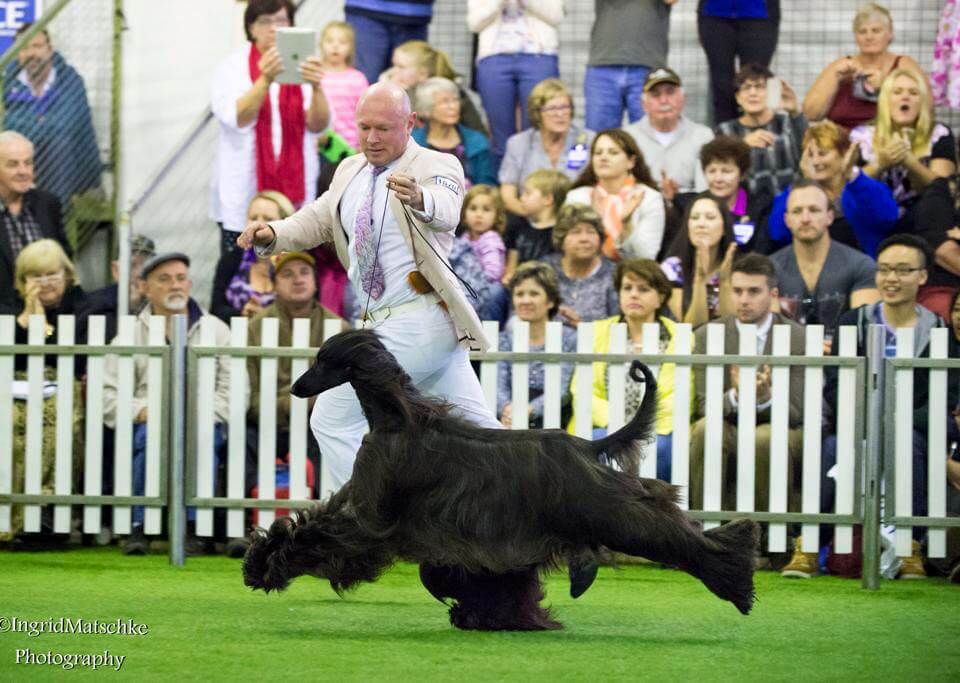 This 5-Year-Old Afghan Hound GETS THE type or sort of Gorgeous Scalp WED All Get rid of For