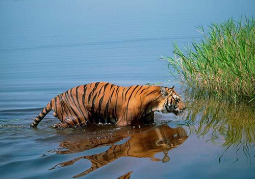 11 Amazing Facts About Sundarban