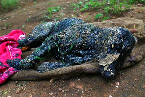 The Pup Fell In to a Hot Tar Abyss, What Happened Next Would Restore Your Faith With Humanity.