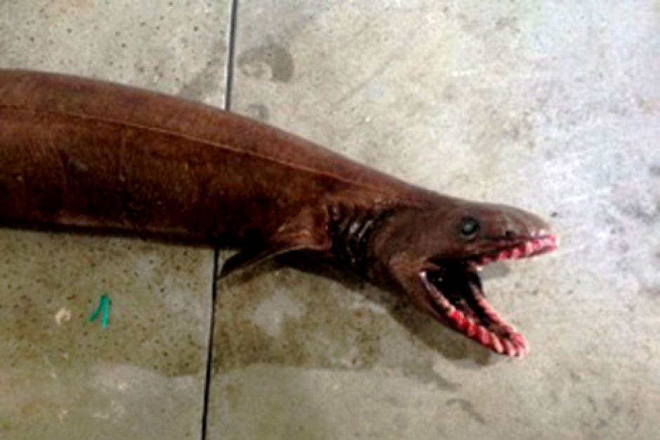 Pre-Historic Frilled Shark Together with 300 Tooth Trapped Within Questionnaire Establishes Which Enemies Are usually Genuine.