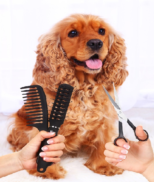 Your current House animals Will probably Feel as if The top fashion gurus On Most of these 7 Pet Salons Throughout Bangalore.