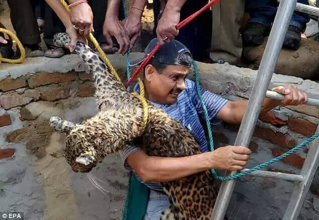 Guwahati Veterinarian Puts His Life In Danger To Rescue Leopard From A Well