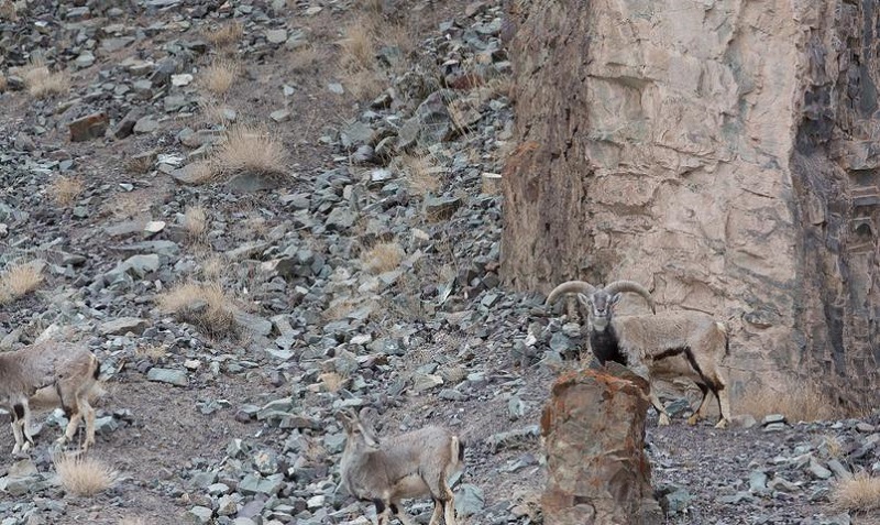 We Bet You Canâ€™t Spot The Snow Leopard Thatâ€™s In This Photograph