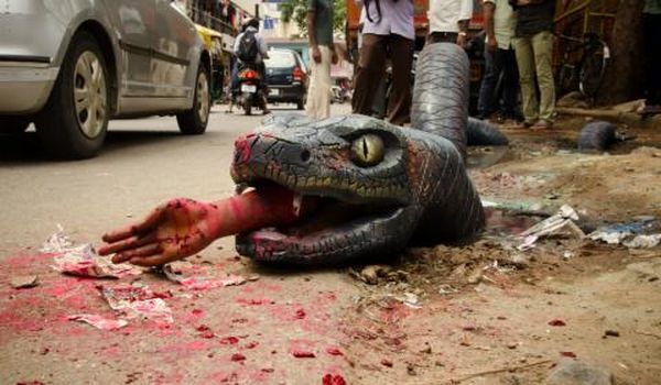 After A Crocodile, Now An Anaconda Has Been Spotted On A Bengaluru Street