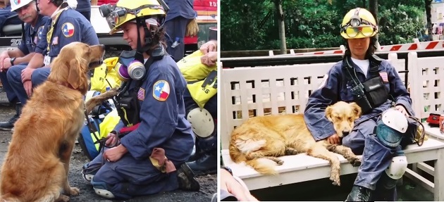 Last Living 9/11 Rescue Dog Gets Treated Like The Hero She Is