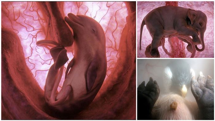 12 Fascinating Images of Unborn Animals in the Womb