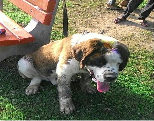 Cruel Owner Leaves St Bernard Tied To A Park Bench In Delhi. Help Us Find Him A Loving Home 