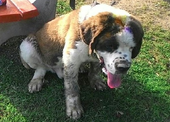 Remember The Abandoned St Bernard We Told You About? Heâ€™s Finally Found A Home!