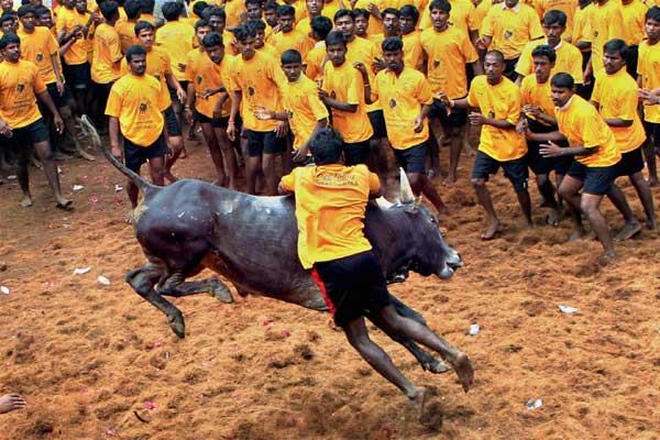 SC Stays Ban On Jallikattu. Hereâ€™s Why Animal Rights Activists Are Welcoming The Move