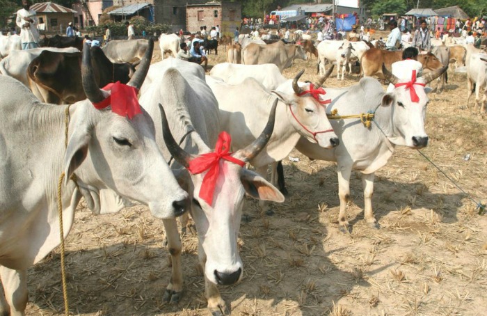 Now A Rightwing Group Demands A Ministry For Cow Welfare
