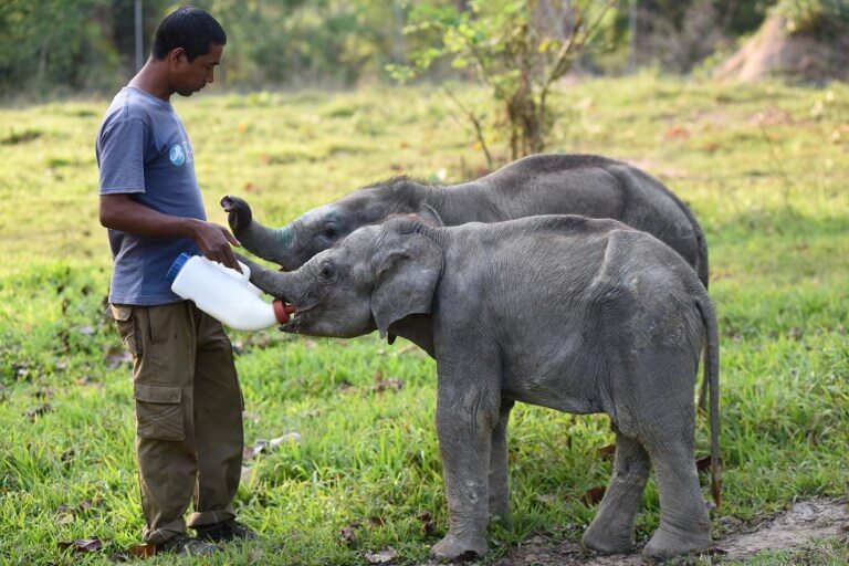 Baby Elephant in Sri Lanka is the Latest Status Symbol 