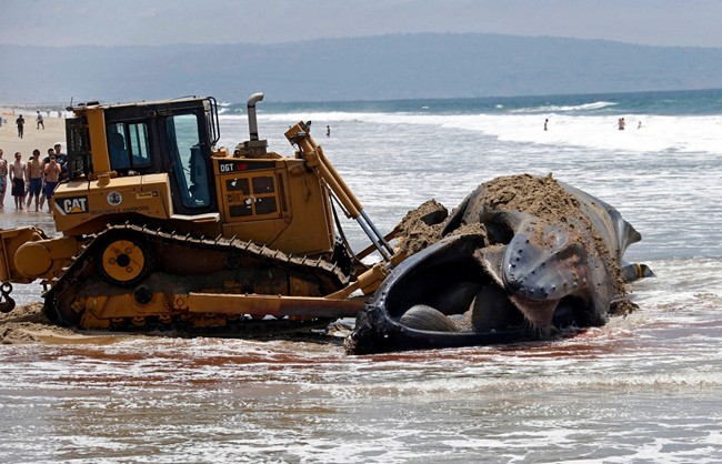 A Massive Dead Humpback Whale Was Towed Out To Sea In Los Angeles