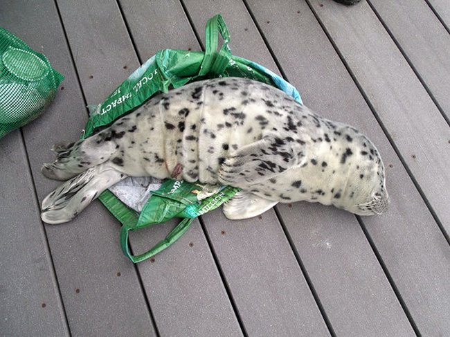 A Harbor Seal Pup Died A Cruel Death After A Clueless Woman Took It Home In A Grocery Bag