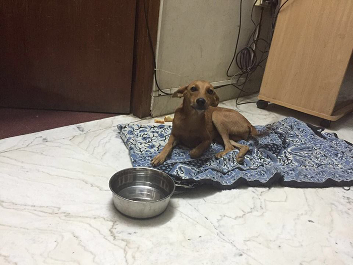 Dog Thrown Off Rooftop By Chennai Man Found Alive Currently Undergoing Treatment