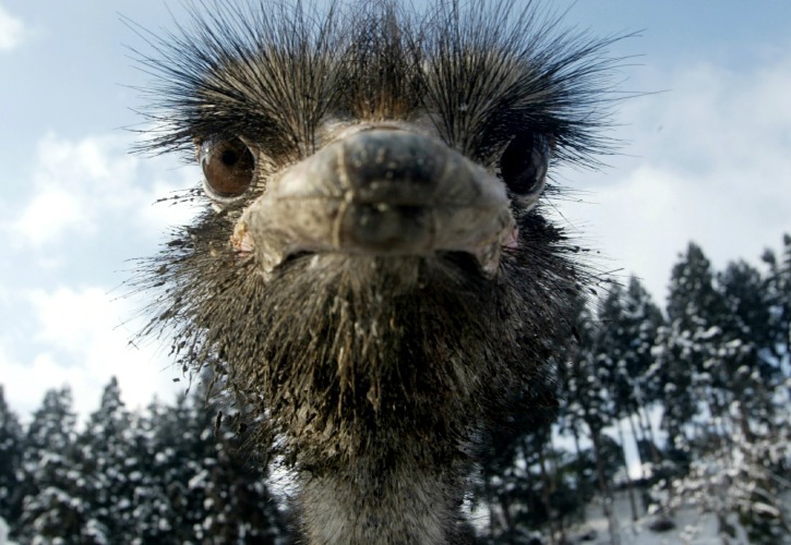 There is Finally An Answer For Why Ostriches Are So Grumpy And Scientists Spent 10 Years On It