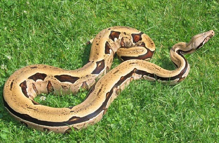 Snakes are certainly deemed as the most dangerous of Longest And big Snakes Found In India