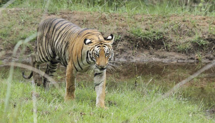 Here is How Jharkhand Lone Tiger Reserve Has Turned Into A Gigantic Cowshed