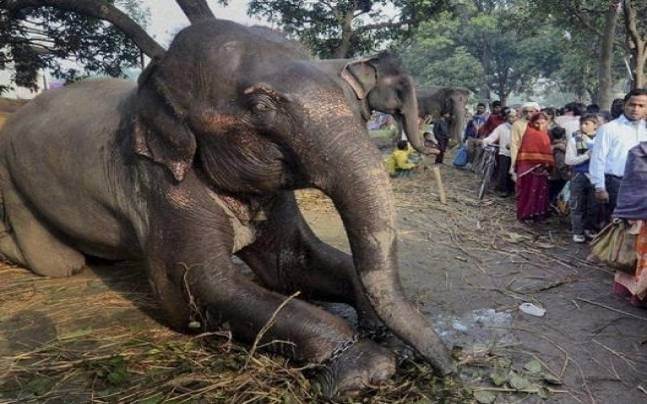 10-Year-Old Elephant Dies In Kerala After Getting Hit By Train 6th Death In Just 20 Days