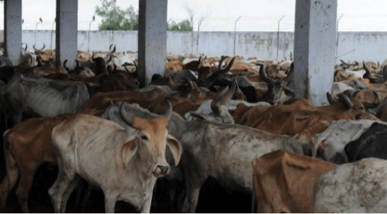 Bajrang Dal Members Attack Dalit Family In Karnataka For Slaughtering A Cow