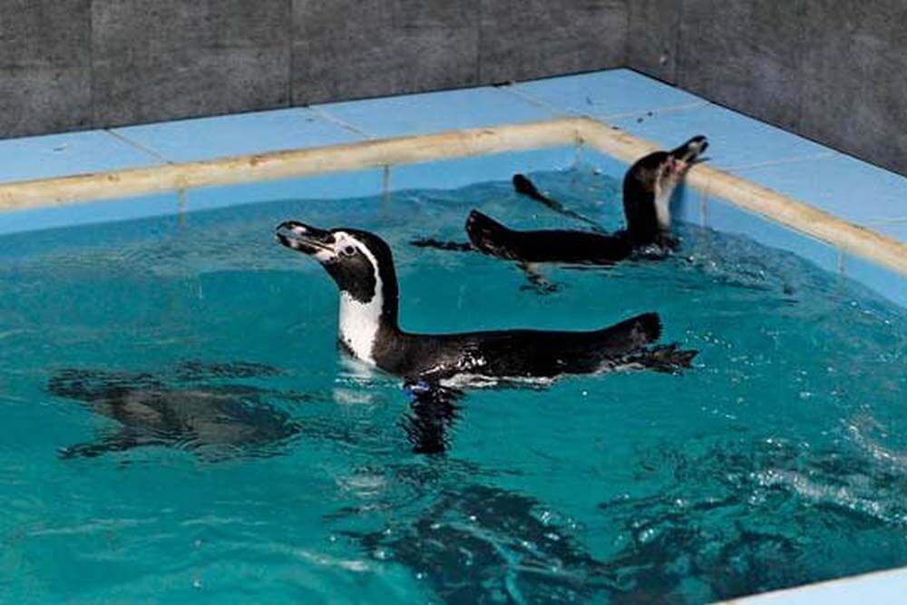India Welcomes Its First Penguins In Mumbai Zoo Amid Protests From Activists
