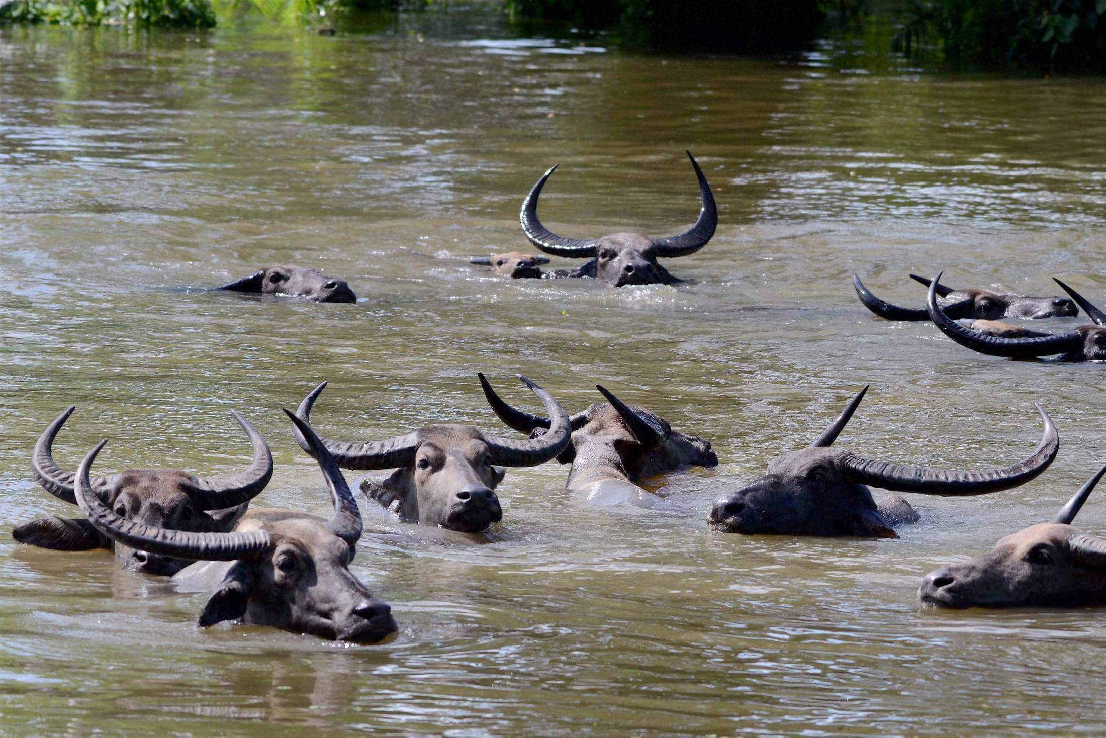 From The Flooded Kaziranga Over 100 Wild Animals Have Been Rescued