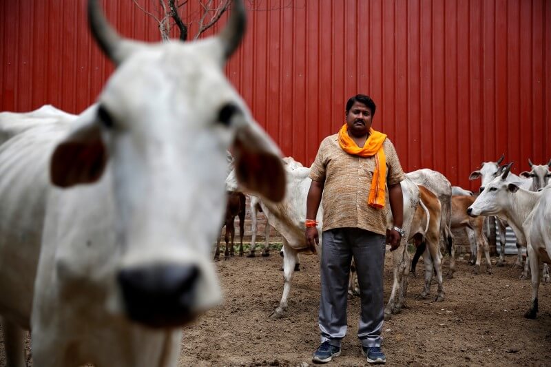 Holy Cows And Hindu Crusaders Cloud Modi’s Indian Reform Drive