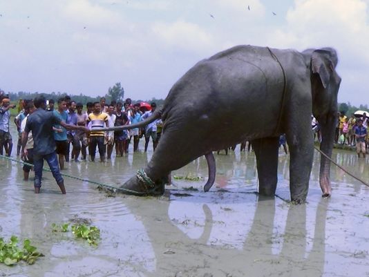 Assam Elephant Drifts From Herd In Floods Dies After Travelling Some 1600 Km To Bangladesh