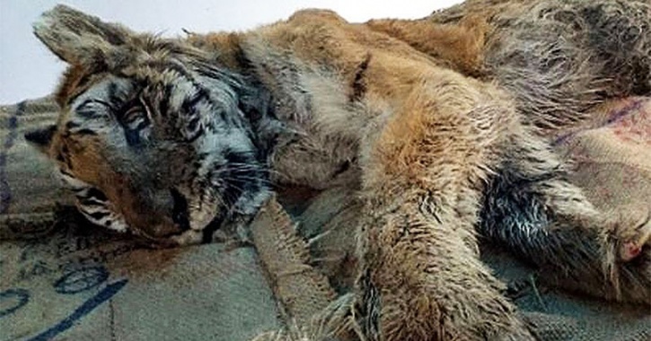 Karnataka Loses One Of Its Beloved Gems Kruthika - The Oldest Surviving Tigress In Captivity