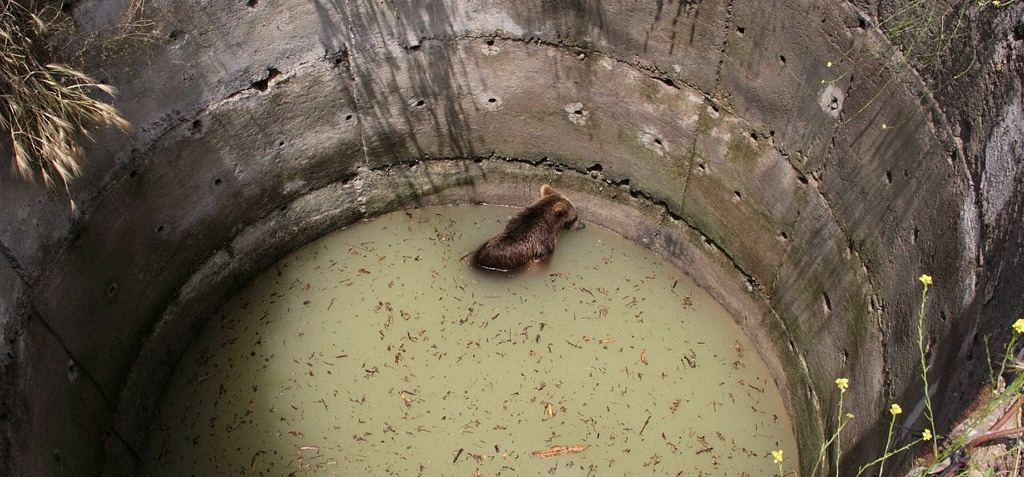 Forest Officials Struggle For 11 Hours To Save A Bear That Had Fallen Into A Well
