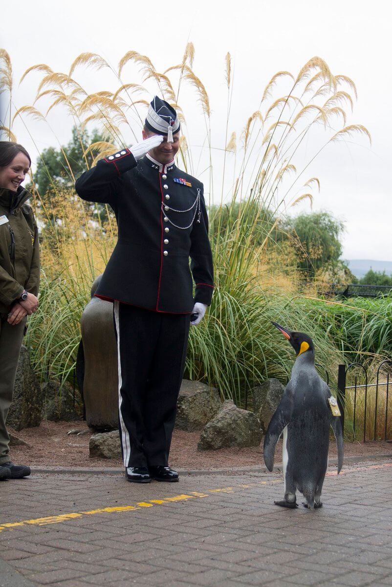 Meet Sir Nils Olav The King Penguin From Edinburgh Zoo Who Just Became A Brigadier