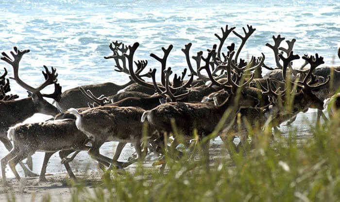 More Than 300 Reindeer Were Killed By Lightning Storm In Norway
