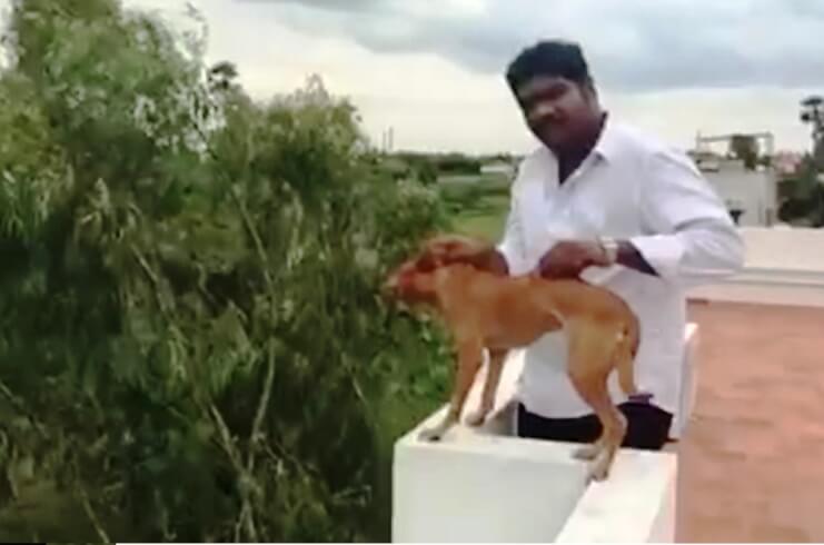 Medicos Who Threw Dog Off The Roof In Chennai Ordered To Pay Rs 2 Lakh Compensation