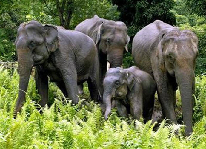 Forest Officials Villagers Come To The Rescue Of Elephants Trapped On Odisha Island