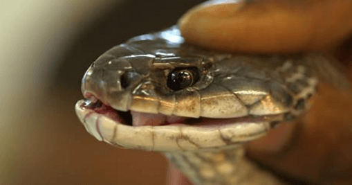 Bizarre! Drunk Man Bites Off And Swallows Snake’s Head In Sleep In Indore