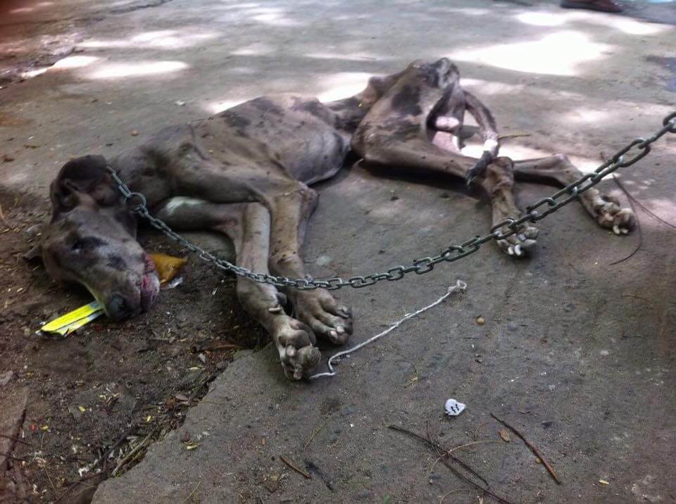 Someone Left This Great Dane Chained On The Roadside and Let It Starve To Death