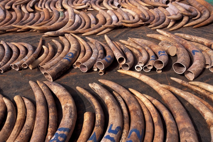 Worlds Nations Agree To Put An End To Ivory Trade That Kills One Elephant Every 15 Minutes