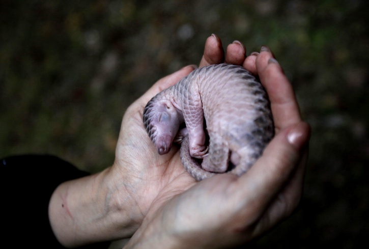 The World Bans Illegal Trade Of The Indian Pangolin, The Worlds Most Trafficked Animal