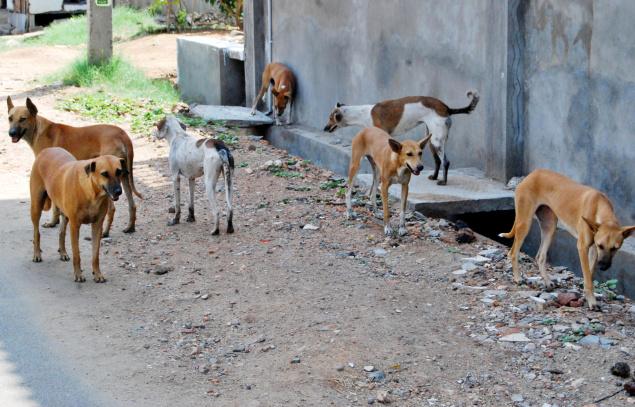 Supreme Court Falls Against Vigilante Groups To Stop Killing Stray Dogs In Kerala