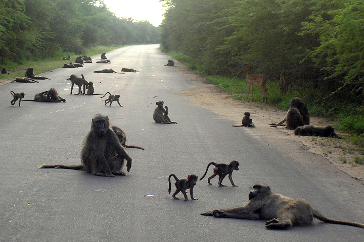 SpiceJet Flight Aborts Take-Off After Monkeys Took A Walk On The Runway In Ahmedabad
