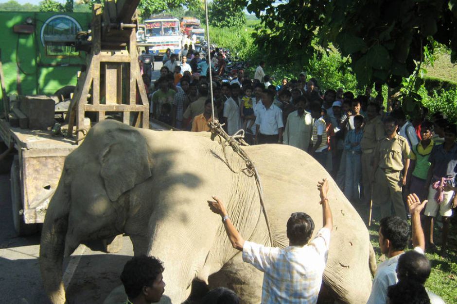 This Is The Extreme Torture, When Elephants Are Put Through Just So That People Can Ride Them For Fun