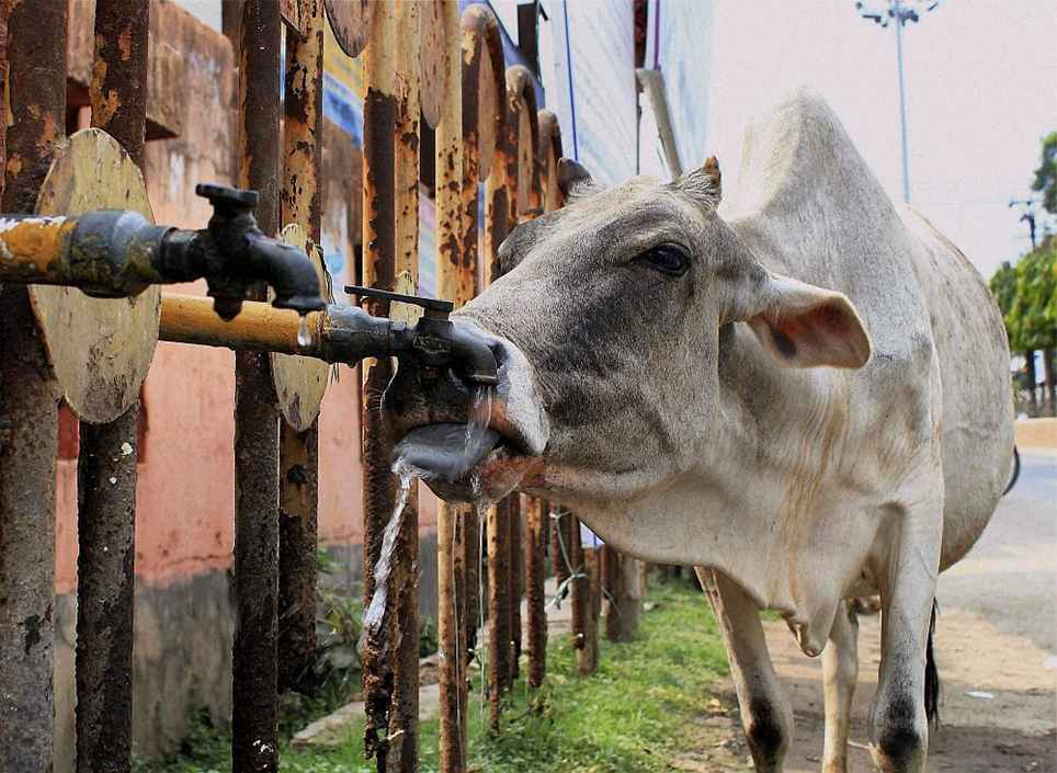 Dairy animals Allocated Move Number And Concede Card To Compose An Exam In J&K. In the event that This Isnt Advance, What Is?