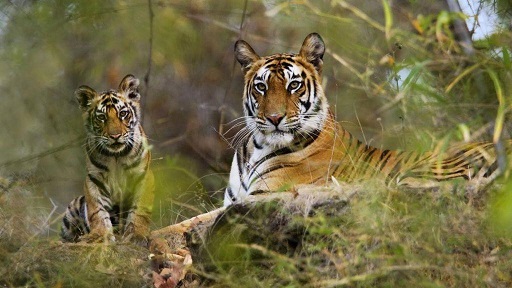 Ranthambore National Park Tiger Moved To A Zoo Without Forest Ministry Consent