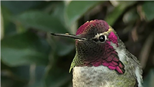 Meet The Bird Thatâ€™s Been Changing Colours Before It Became So Mainstream