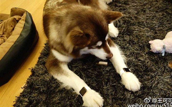 Chinese Richest Manâ€™s Son Is So Spoilt He Makes His Dog Wear Two Apple Watches