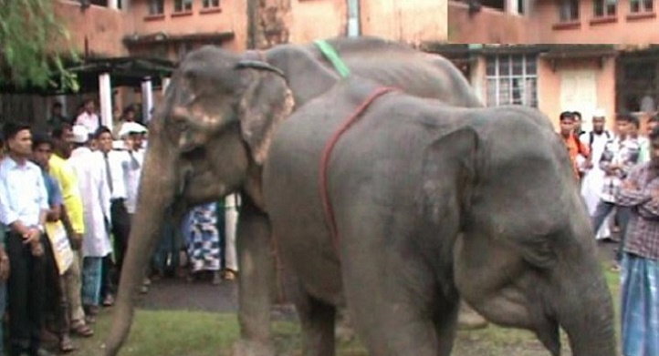 Indian Or Bangladeshi? Elephants Appear In Assam Court Over Citizenship Row