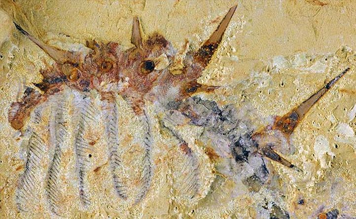 Scientists Discover Spiky Little Sea Monster Fossils Half A Billion Years Old