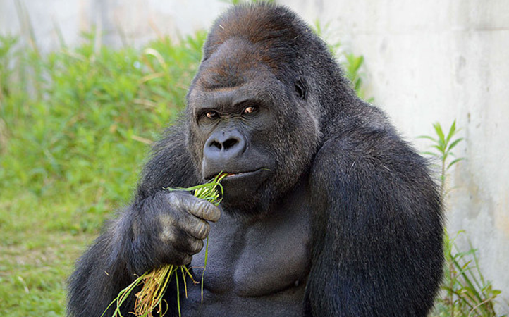 Meet The Gorilla Who Is A Hot Favourite Among Japanese Women