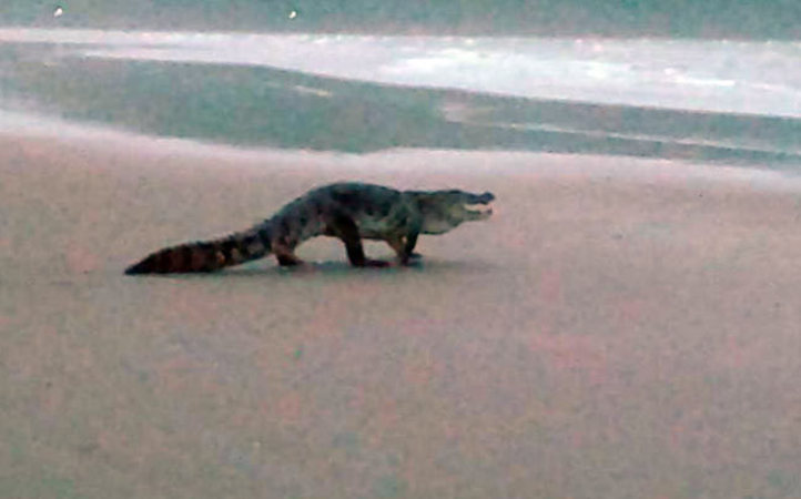 Another Crocodile Found In Goa Days After Morjim Beach Sighting